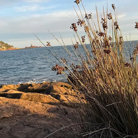 Les Pins فيلة *